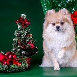 Cute Christmas Dog  Cute Christmas Dog