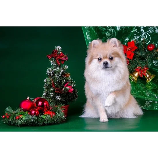 Cute Christmas Dog Cute Christmas Dog