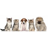 Cute Cats And Dogs  Cute Cats And Dogs