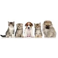  Cute Cats And Dogs