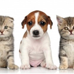 Cute Cats And Dogs  Cute Cats And Dogs