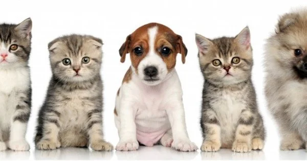 Cute Cats And Dogs