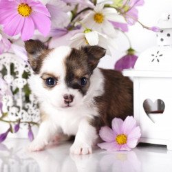 Cute Dog 2 Cute Dog 2