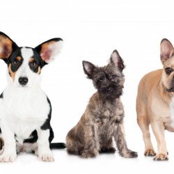 Cute Dogs Cute Dogs