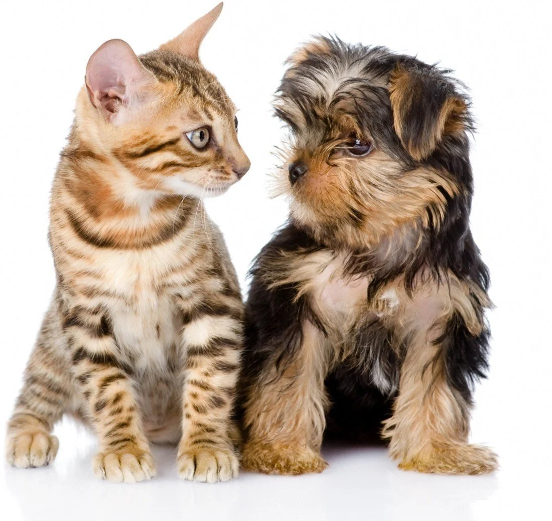Cute Dog And Cat