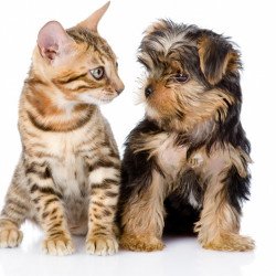 Cute Dog And Cat Cute Dog And Cat