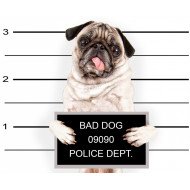 Cute Pug In Police Station Cute Pug In Police Station