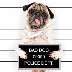Cute Pug In Police Station Cute Pug In Police Station