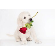 Cute Dog With Red Rose Cute Dog With Red Rose