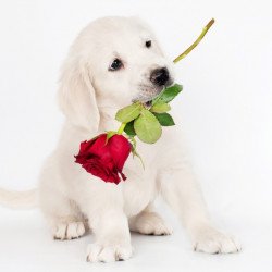 Cute Dog With Red Rose Cute Dog With Red Rose