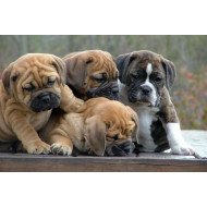 Cute Bulldog Family Cute Bulldog Family