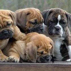Cute Bulldog Family