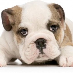 Cute Bulldog
