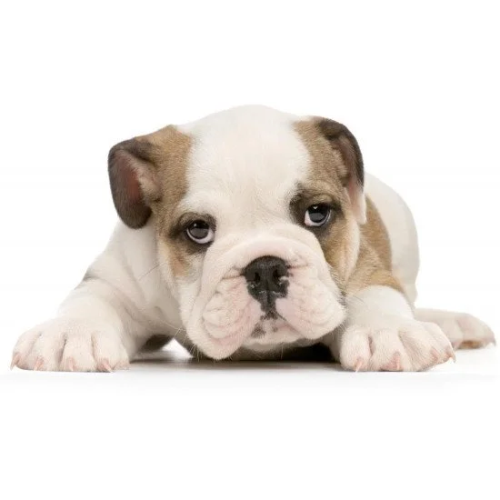 Cute Bulldog