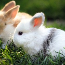 Cute Rabbits 2