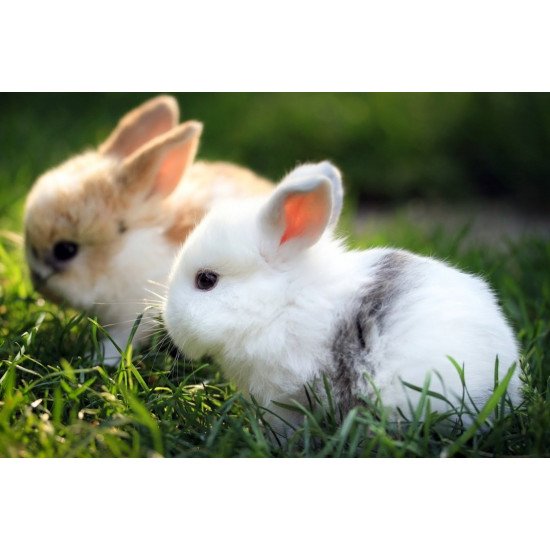 Cute Rabbits 2