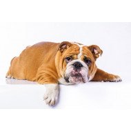 Cute Bulldog 2 Cute Bulldog 2