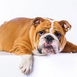 Cute Bulldog 2