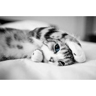 Blue Eyes Cat Blue Eyes Cat