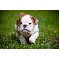 Cute Bulldog 3 Cute Bulldog 3