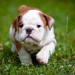 Cute Bulldog 3