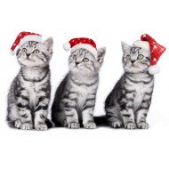 Christmas Cats Christmas Cats