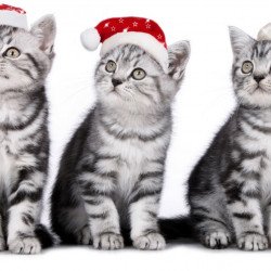 Christmas Cats Christmas Cats