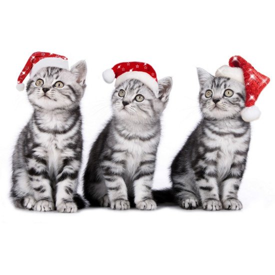 Christmas Cats