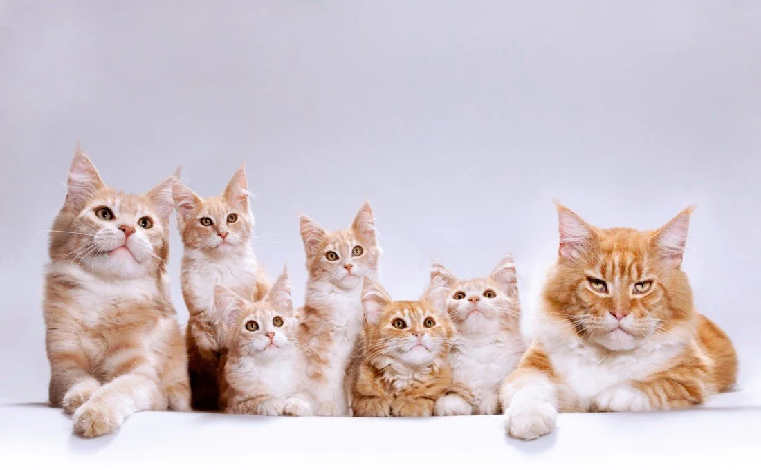 Cute Cat Family Cute Cat Family