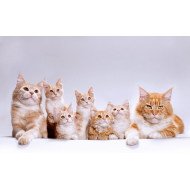 Cute Cat Family Cute Cat Family