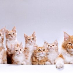Cute Cat Family Cute Cat Family