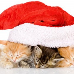 Christmas Cats 2 Christmas Cats 2