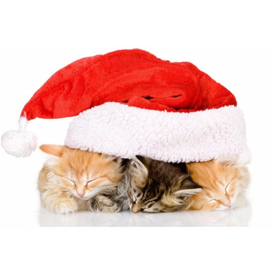 Christmas Cats 2