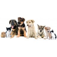 Cute Animals Cute Animals