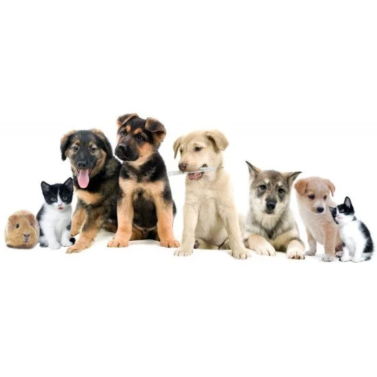 Cute Animals Cute Animals
