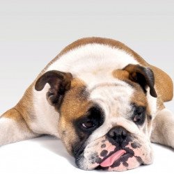 Sad Bulldog Sad Bulldog