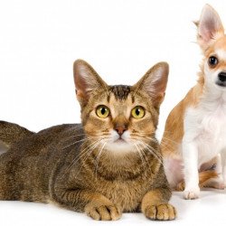 Cute Cat And Dog Cute Cat And Dog