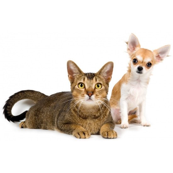 Cute Cat And Dog