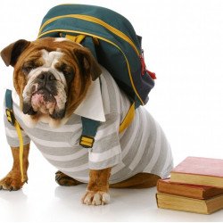 Bulldog In School Bulldog In School
