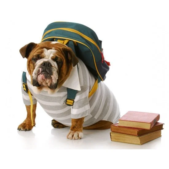 Bulldog In School Bulldog In School