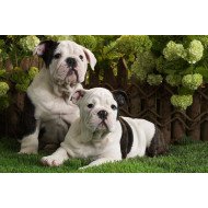 Cute Bulldogs Cute Bulldogs