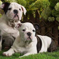 Cute Bulldogs Cute Bulldogs