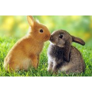 Cute Rabbits Kiss Cute Rabbits Kiss