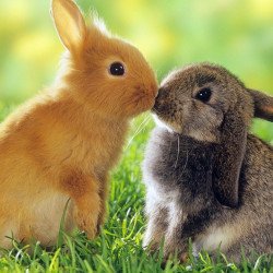 Cute Rabbits Kiss