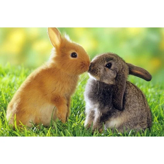 Cute Rabbits Kiss