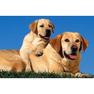 Cute Dogs Cute Dogs