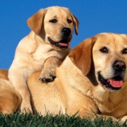 Cute Dogs Cute Dogs