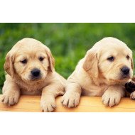 Cute Golden Retriever Cute Golden Retriever