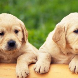 Cute Golden Retriever Cute Golden Retriever