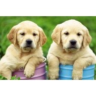 Cute Puppies 4 Cute Puppies 4